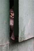 funny_cat_pictures_15