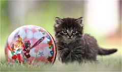 funny_cat_pictures_19