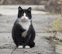 funny_cat_pictures_20