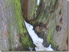 Ice Storm of 2008 029