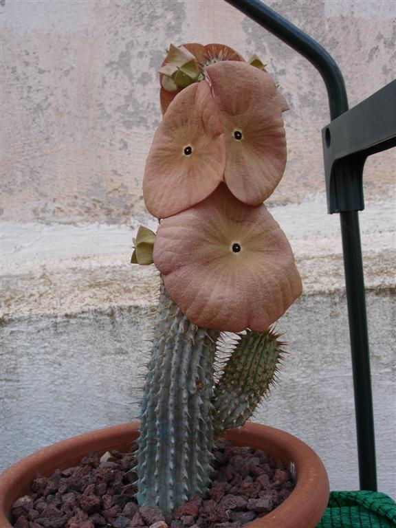 Hoodia gordonii flower
