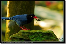 台灣藍鵲(2008-04-06陽明山)0216