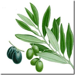 olivo[1]