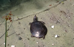 cropped turtle