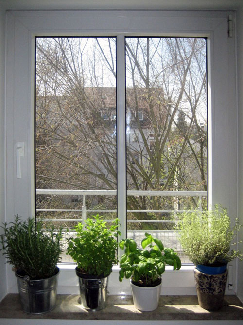 herbal window - photo by Joey Briones
