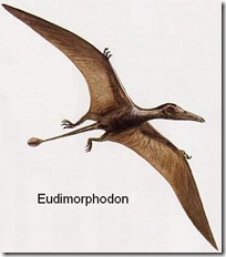 eudimorfodon