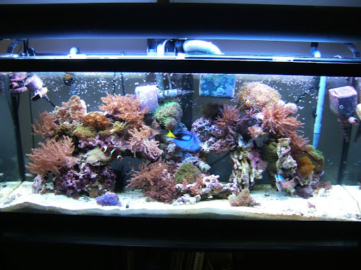 Any Kenya Tree-dominated reef tank pictures? - Reef Central Online ...