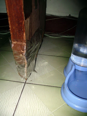 [DOG]超級破壞王－豆豆戰績記實！ - 阿祥的網路筆記本