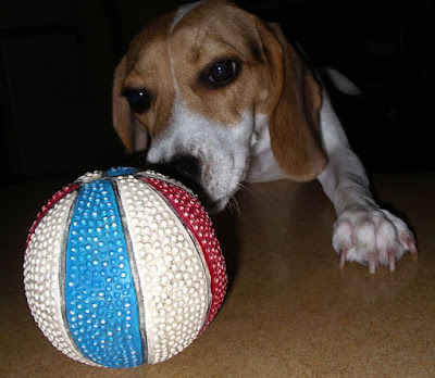 [DOG]超級破壞王－豆豆戰績記實！ - 阿祥的網路筆記本