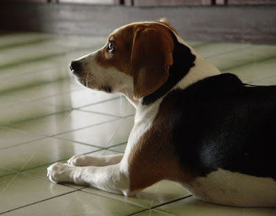 [DOG]豆豆一歲囉！可愛寫真大公開！ - 阿祥的網路筆記本