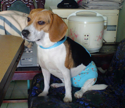 [DOG]豆豆“轉大人”囉！ - 阿祥的網路筆記本