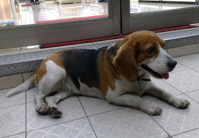 [DOG]昨日發現走失米格魯一隻！ - 阿祥的網路筆記本