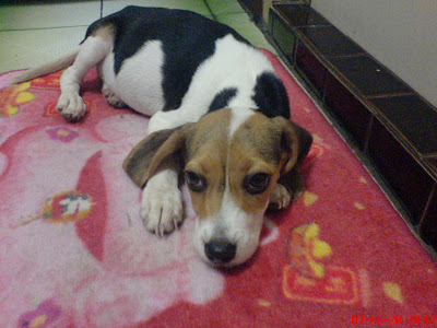 [DOG]豆豆二週大事紀！ - 阿祥的網路筆記本