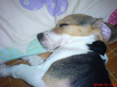 [DOG]第四週的豆豆生活紀實！ - 阿祥的網路筆記本