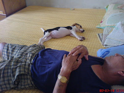 [DOG]豆豆小日記 & 認養流浪狗需知！ - 阿祥的網路筆記本