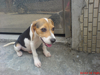 [DOG]第四週的豆豆生活紀實！ - 阿祥的網路筆記本