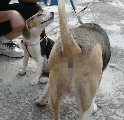 [DOG]快樂豆豆散步趣！ - 阿祥的網路筆記本