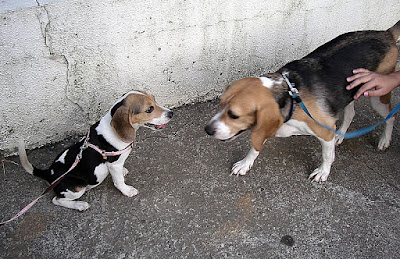 [DOG]快樂豆豆散步趣！ - 阿祥的網路筆記本