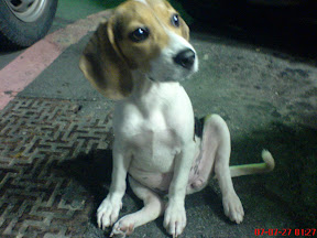 [DOG]豆豆掛急診！ - 阿祥的網路筆記本