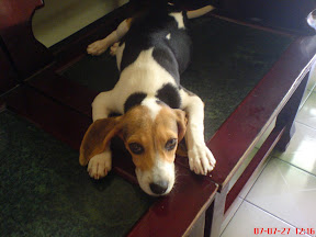 [DOG]豆豆…趕快好起來吧！ - 阿祥的網路筆記本