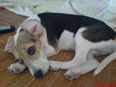 [DOG]豆豆小週記：目前恢復率70%！ - 阿祥的網路筆記本