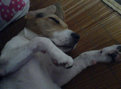 [DOG]恢復率120%的豆豆小週記！ - 阿祥的網路筆記本