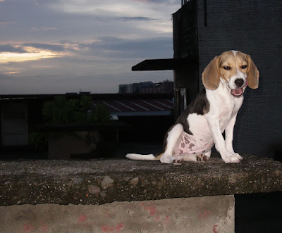 [DOG]恢復率120%的豆豆小週記！ - 阿祥的網路筆記本
