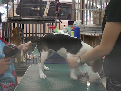 [DOG]豆豆洗澡記實！ - 阿祥的網路筆記本