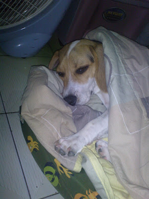 [DOG]豆豆生活小記：幼犬疫苗注射完成！ - 阿祥的網路筆記本