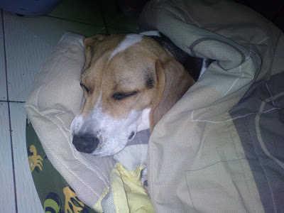 [DOG]豆豆生活小記：幼犬疫苗注射完成！ - 阿祥的網路筆記本