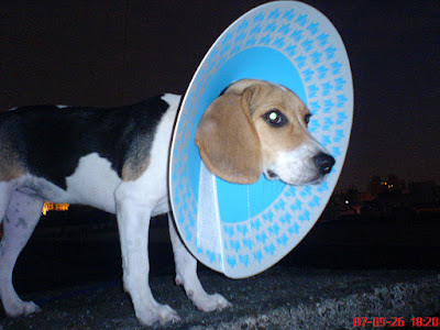 [DOG]可憐豆豆戴頭套…路都不會走啦！ - 阿祥的網路筆記本