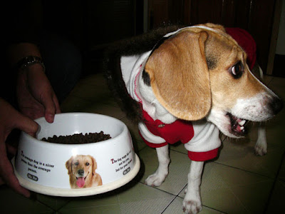 [DOG]天氣冷了…豆豆添新裝！ - 阿祥的網路筆記本