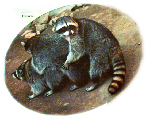 Семіз қарт әйелдер секс