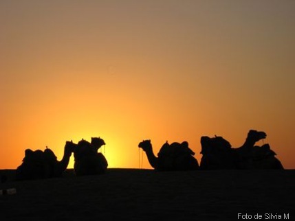 4 camellos