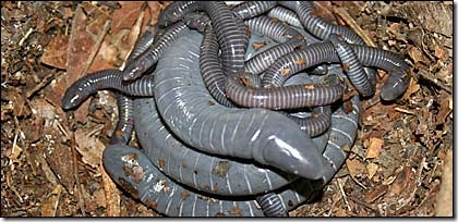 flesh eating amphibian caecilians