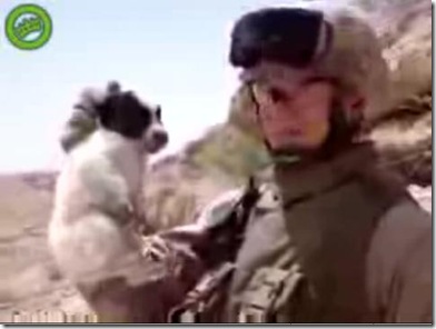 US Soldier Throws Puppy off Cliff