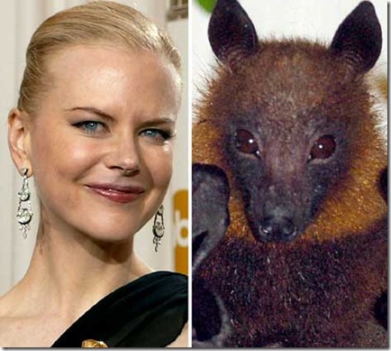 nicole kidman s over-botoxed face look like bat face