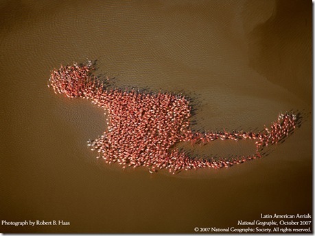 flamingoes flock to form a flamingo