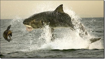 picture of Great White Shark Jumps out of Water to Swallow Seal