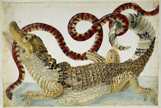 maria sybilla merian, cayman with false coral snake - british museum