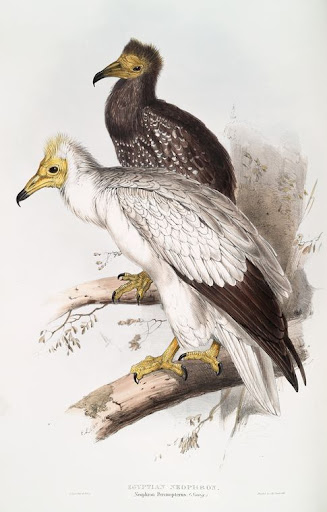 edward lear, egyptian vulture