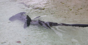hamerhaai
