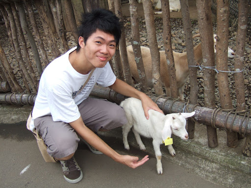 小羊羊