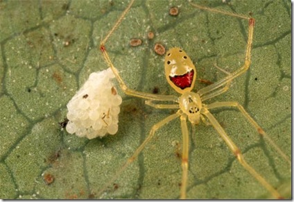 spider-guarding-eggs-683251-ga