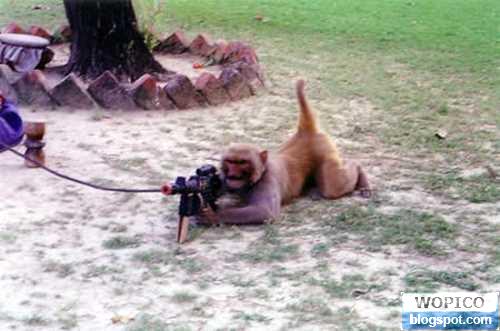 Monkey Sniper