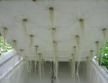 plant doctors hydroponics/ aquaponics product details