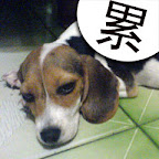 [DOG]豆豆系列超卡哇伊MSN圖！ - 阿祥的網路筆記本