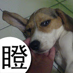 [DOG]豆豆系列超卡哇伊MSN圖！ - 阿祥的網路筆記本