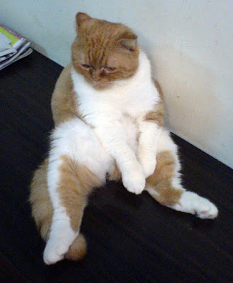 [DOG]豆豆一週大事紀！ - 阿祥的網路筆記本