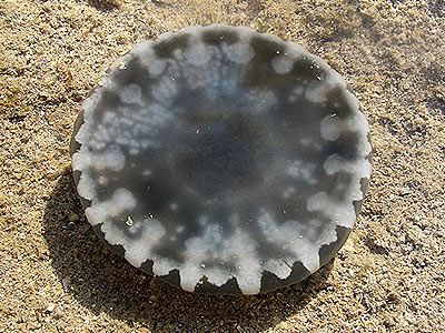 Upside-down jellyfish, Cassiopea sp.